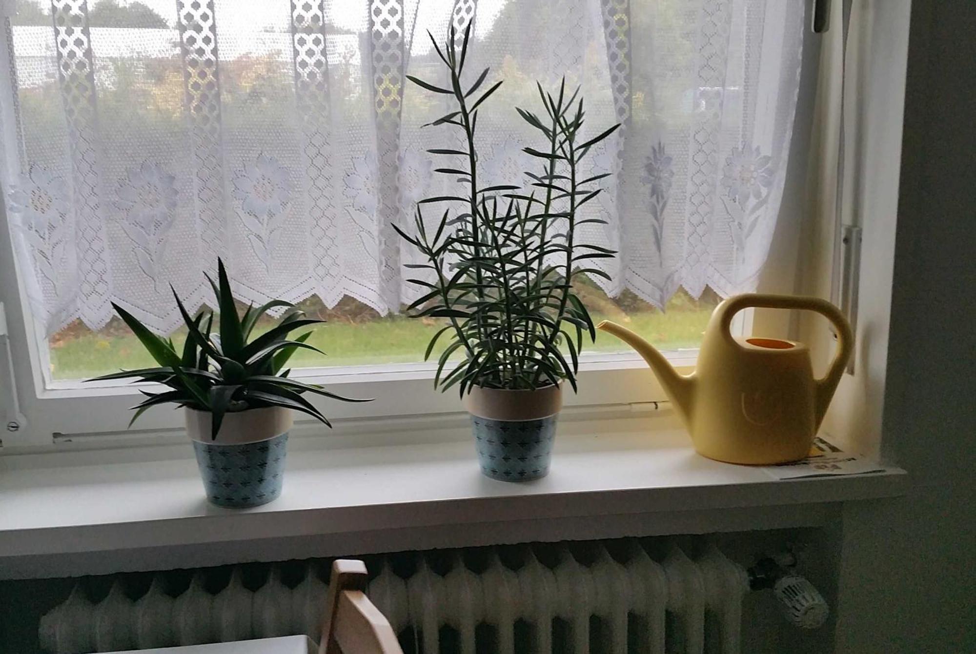 הרבולצהיים Ferienwohnung Rombachs Spatzennest מראה חיצוני תמונה